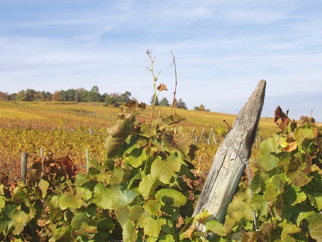 gite alsace - Vignes a l'automne